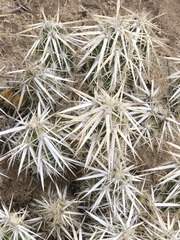 Grusonia clavata, photograph (c) Jo Roberts, some rights reserved (CC BY)