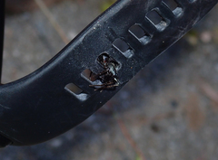 Castianeira occidens