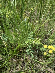 Lomatium bradshawii