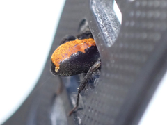 Castianeira occidens