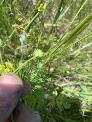 Lomatium bradshawii