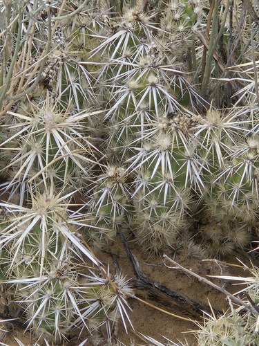 Grusonia clavata, photograph 4