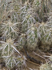 (c) Jo Roberts, some rights reserved (CC BY) Grusonia clavata, photograph (c) Jo Roberts, some rights reserved (CC BY)