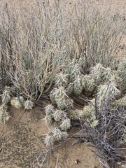 (c) Jo Roberts, some rights reserved (CC BY) Grusonia clavata, photograph (c) Jo Roberts, some rights reserved (CC BY)