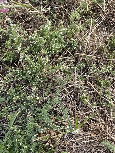 Galium humifusum, photograph 6