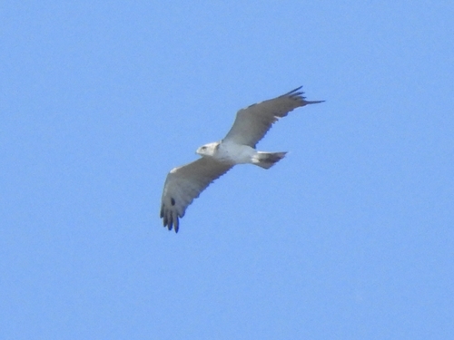 Short-toed Snake-Eagle
