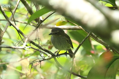 Mistletoe Tyrannulet