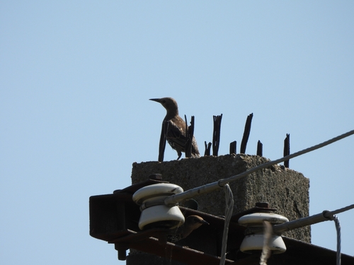 European Starling