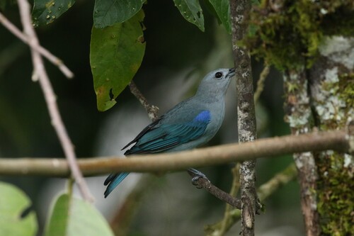 Blue-gray Tanager