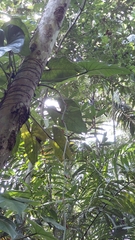 Philodendron fragrantissimum, photograph (c) keesgroenendijk, some rights reserved (CC BY)