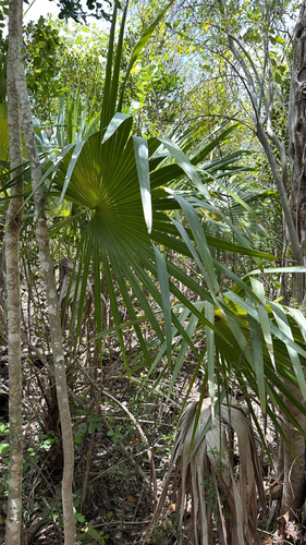 Leucothrinax morrisii, photograph 4