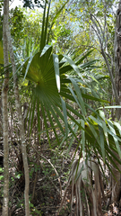 Leucothrinax morrisii, photograph (c) harrii, some rights reserved (CC BY)