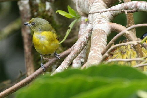 Yellow-throated Euphonia