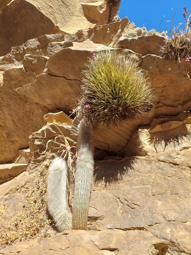 Borzicactus strausii