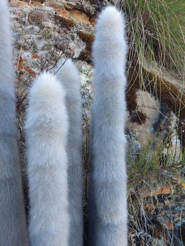 Borzicactus strausii