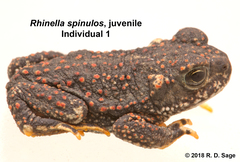 Warty Toad photo 2
