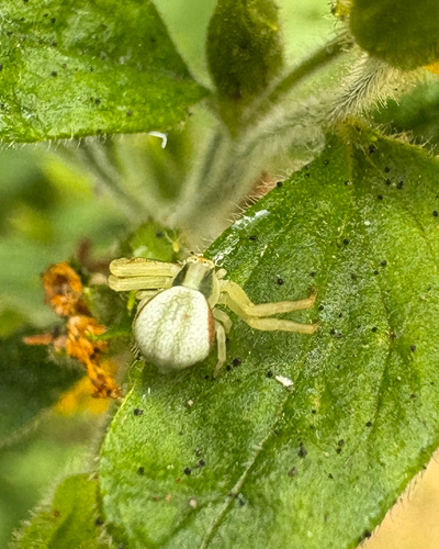 Goldenrod Crab Spider
