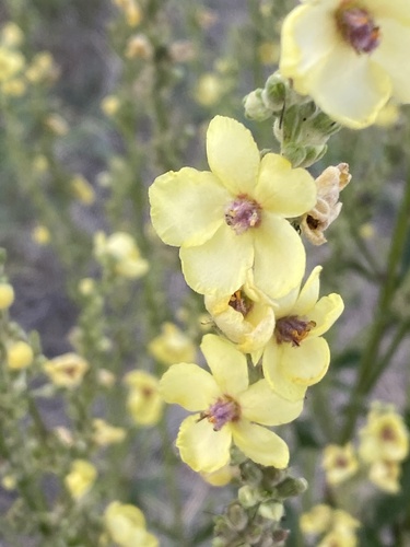 Verbascum chaixii, photograph 5