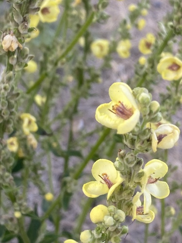 Verbascum chaixii, photograph 6