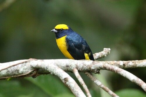Yellow-crowned Euphonia