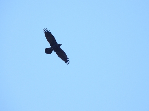 Common Raven