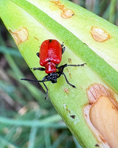 Lily Leaf Beetle