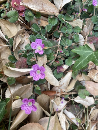Erodium corsicum, photograph 4