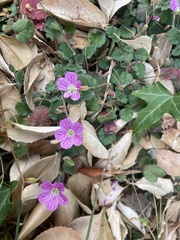Erodium corsicum, photograph (c) Mary E. Macaulay, P.Eng., some rights reserved (CC BY)