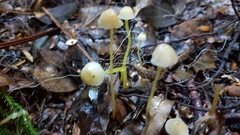 Mycena subviscosa