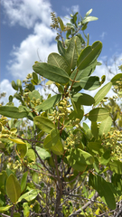 Laguncularia racemosa, photograph (c) harrii, some rights reserved (CC BY)