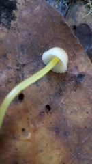 Mycena subviscosa