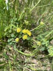 Lomatium bradshawii