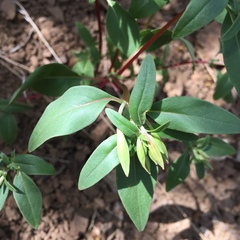 Clarkia concinna concinna