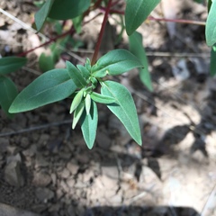 Clarkia concinna concinna