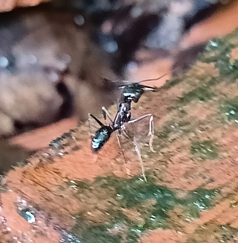 Common Oriental Trap-jaw Ant