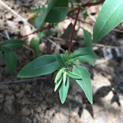 Clarkia concinna concinna