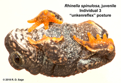 Warty Toad photo 3