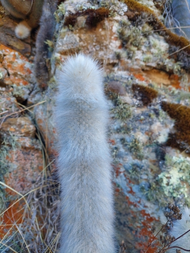 Borzicactus strausii