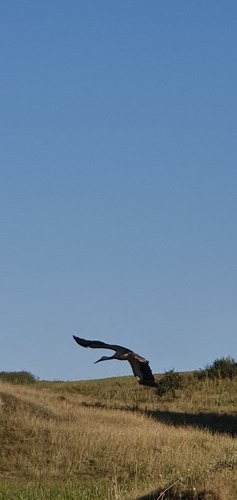 White Stork