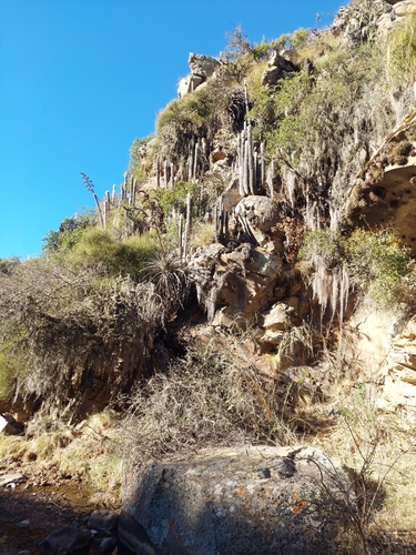 Borzicactus strausii