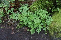 Dicentra formosa formosa