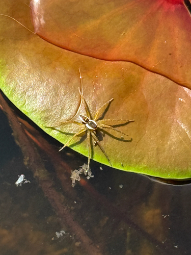 Six-spotted Fishing Spider