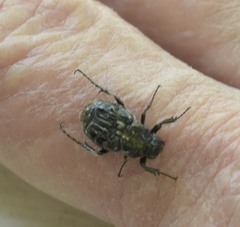 Trichiotinus texanus