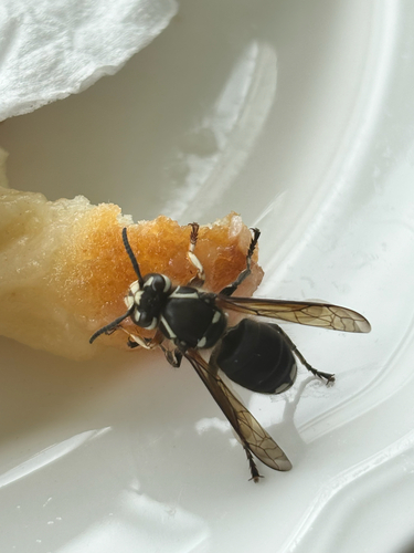 Bald-faced Hornet