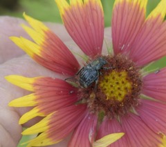 Trichiotinus texanus