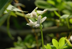 Corydalis ambigua