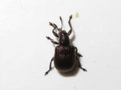 Involvulus cupreus