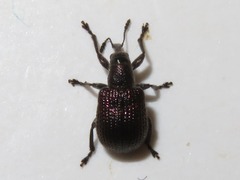 Involvulus cupreus