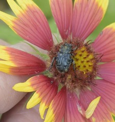 Trichiotinus texanus