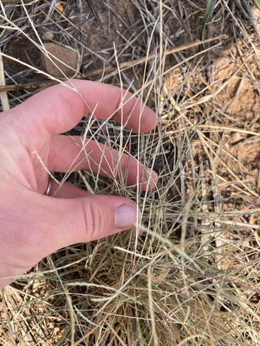 Muhlenbergia paniculata observed 2026-08-11